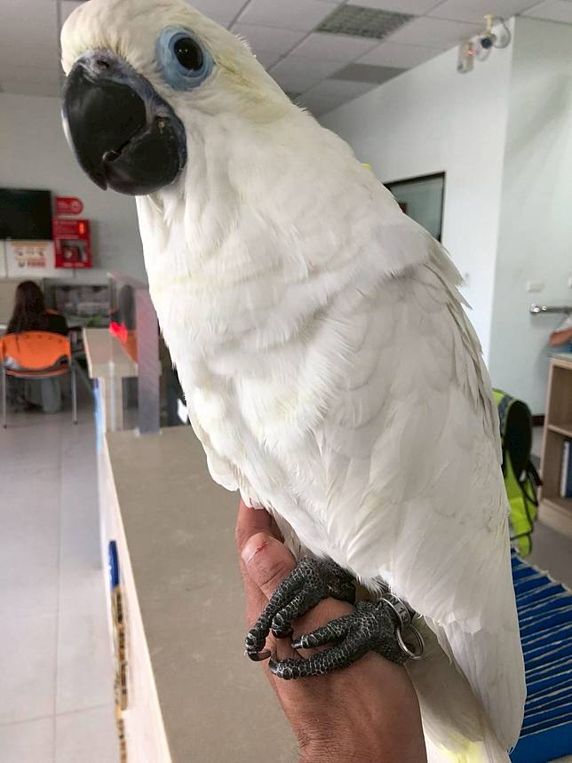 偷大葵花巴丹鸚鵡上網賣買鳥就是失鳥人 Nownews 今日新聞 Line Today