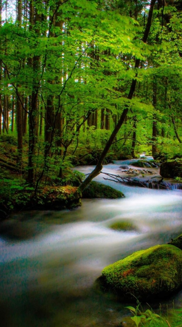 🌳音楽の森ቺﾘቺﾘቺﾘ 🌳🍃華画美ቺﾘቺﾘቺﾘቺﾘቺﾘቺﾘቺﾘ🌳🍃のオープンチャット