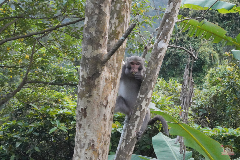 宜蘭.礁溪 臺灣的抹茶冰淇淋山，網美級小百岳仙境，挑戰聖母山莊步道，順收五峰旗瀑布