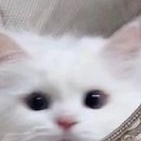 miniasia