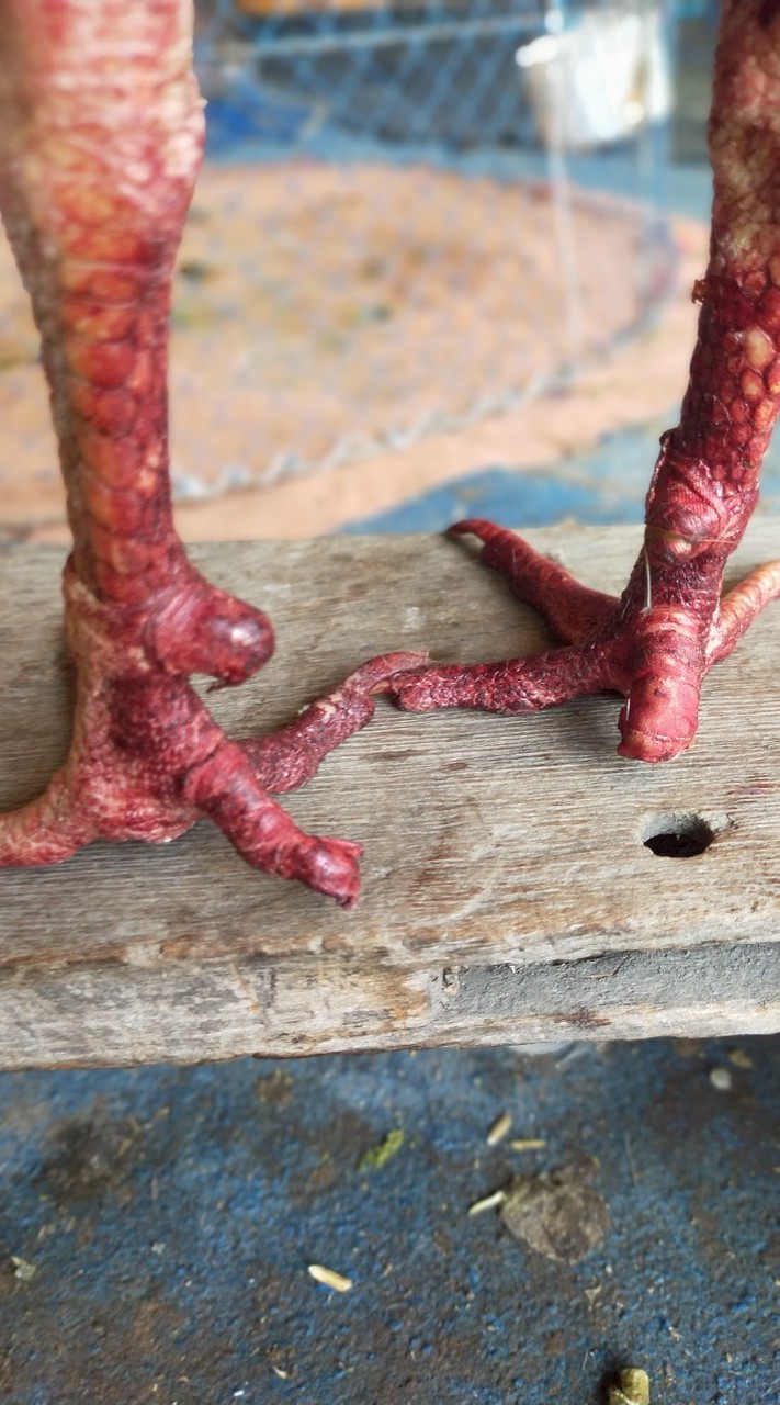 โชคอนันต์ ไก่ชน