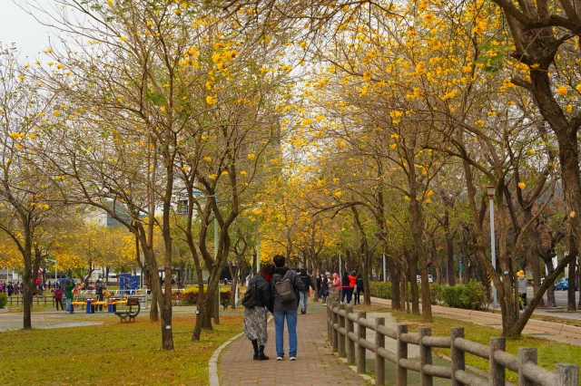 2023廍子公園黃花風鈴木花況,台中最美的黃金公園,廍子公園黃花風鈴木,廍子公園黃花風鈴木花況