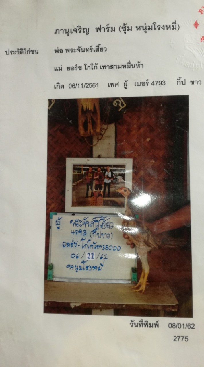 แลกเปลี่ยนไก่ชนพม่าตีเชิง(เหล่าเยียร์ตะวันฉาย)หลานไอ้โด้19นาที