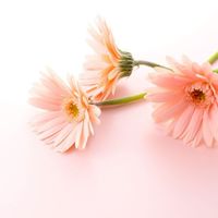 特性のある子の読み書き・学習支援ROOM