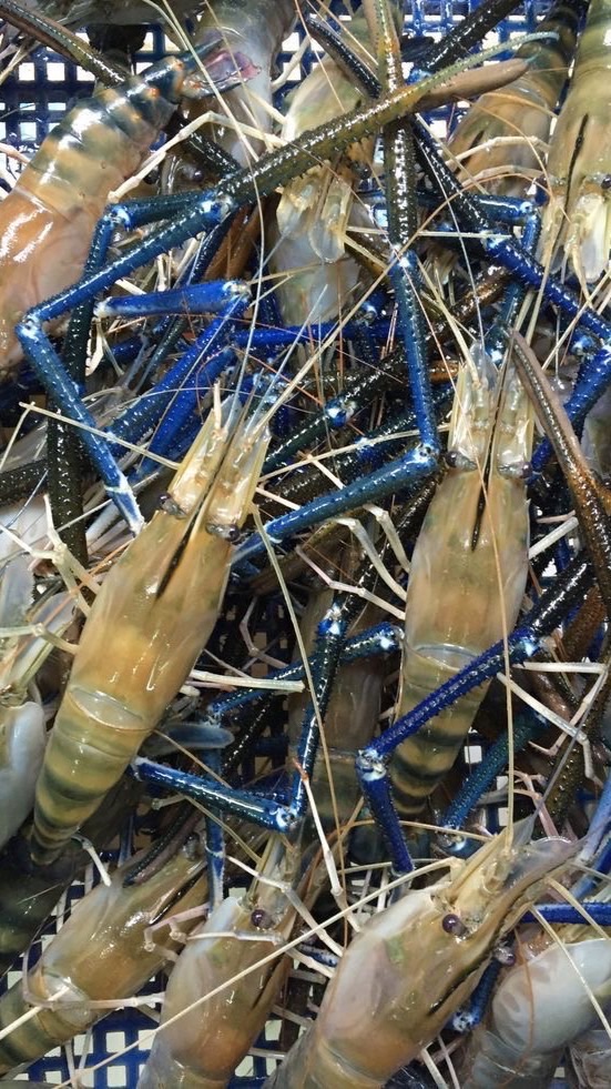 🦐 高雄鮮活泰國蝦｜預約📞