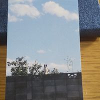心の悩み、苦しみ、相談、本当のセカンド・オピニオン、癒し、回復の部屋 『９番 ねこで キャッチャー』