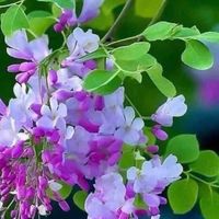 ฟ้าใส3