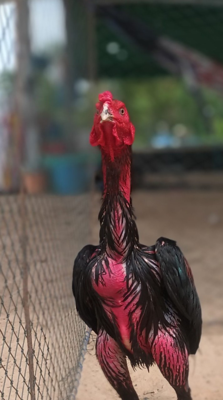 คนเลี้ยงไก่ ไก่เลี้ยงคน