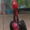 คนเลี้ยงไก่ ไก่เลี้ยงคน