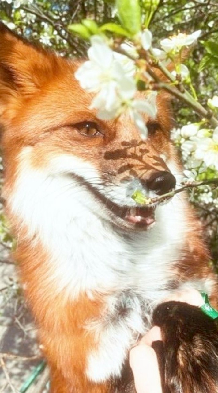 ☁️บ้านจิ้งจอกส้ม🦊