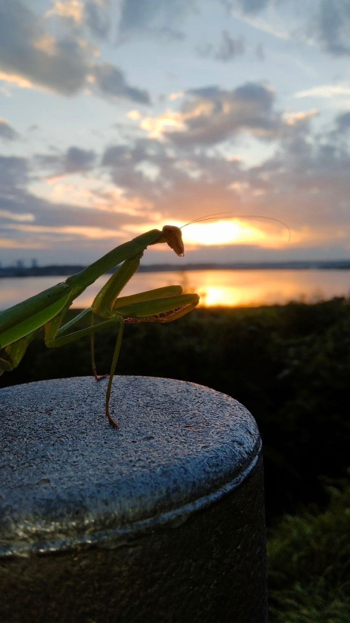 カマキリ好き集まれ〜