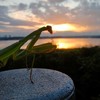 カマキリ好き集まれ〜