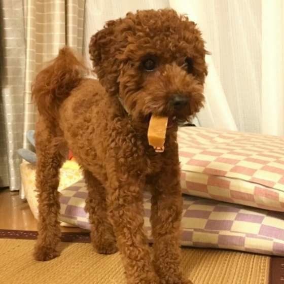 ブロッコリーやチーズは犬にあげてもいい