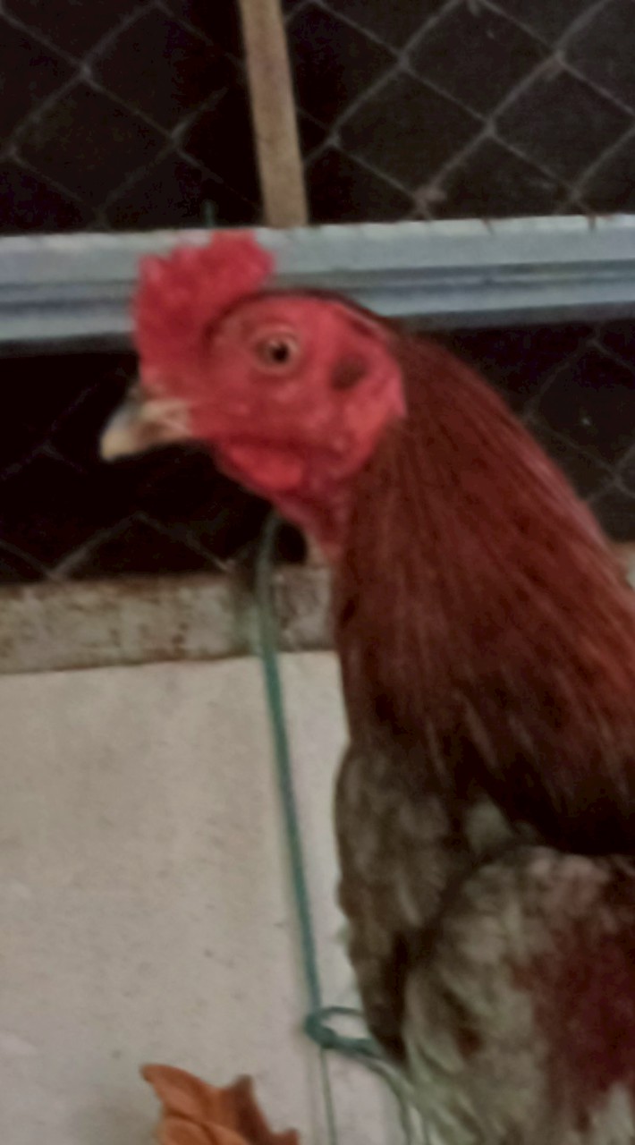 หนานเอก นักเลงไก่ชนคนลำพูน