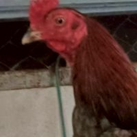 หนานเอก นักเลงไก่ชนคนลำพูน