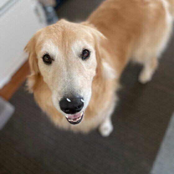 内臓に負担がかかる 今すぐやめさせたい 犬のng習慣