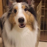 シェルティ飼いによる人間の子育ての集い