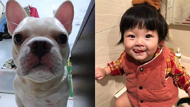 1名男網友分享自己愛犬和小女兒之間的故事。(圖／網友Ed Wu授權提供)