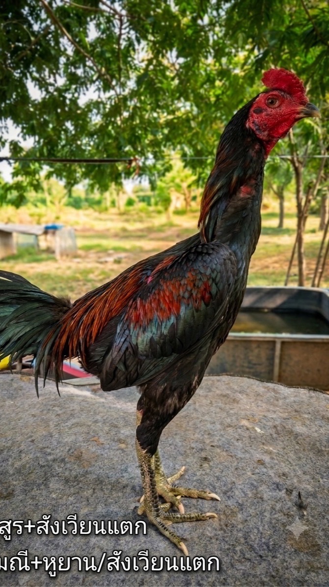 ซุ้มทรัพย์โพธิ์ทอง🐓🐓