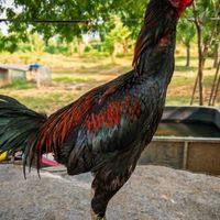 ซุ้มทรัพย์โพธิ์ทอง🐓🐓