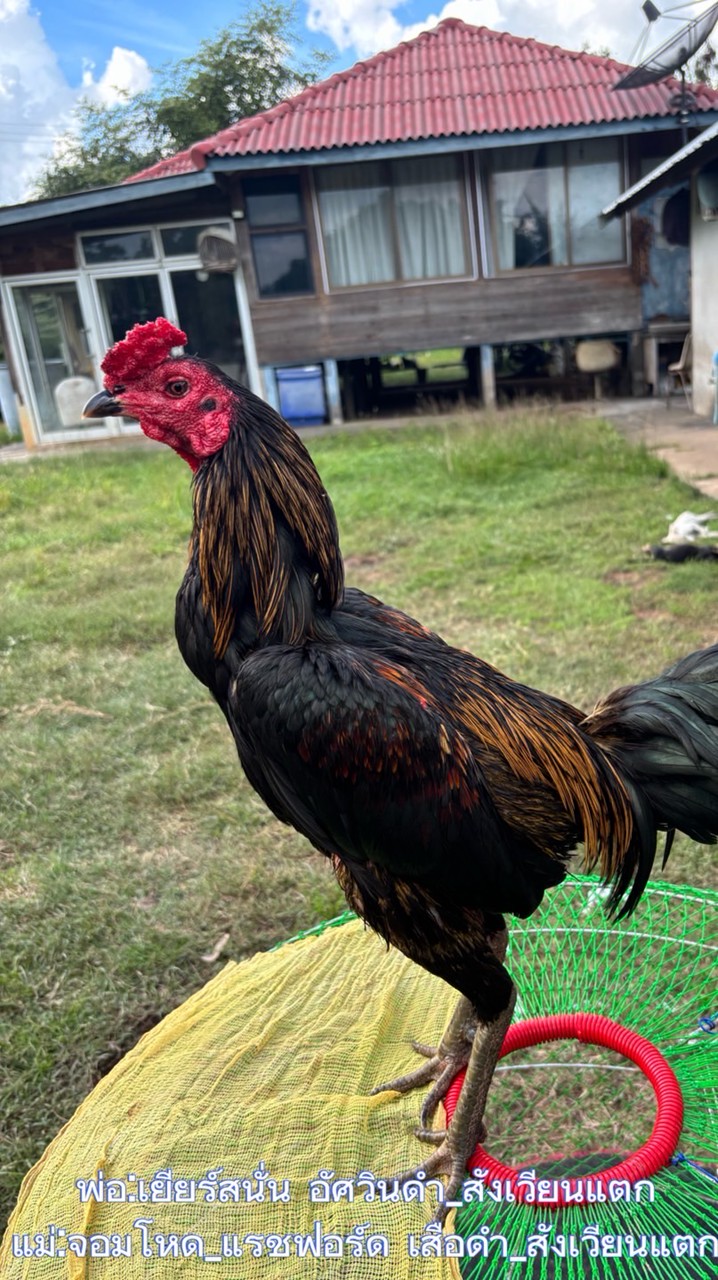 ซุ้มทรัพย์โพธิ์ทอง🐓🐓