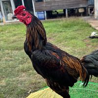 ซุ้มทรัพย์โพธิ์ทอง🐓🐓