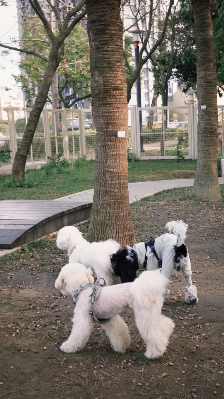小狗幫青埔分隊🐶🚩
