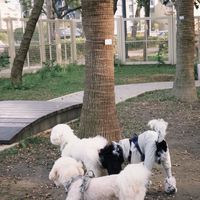 小狗幫青埔分隊🐶🚩