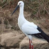 淡江聯誼自由論壇