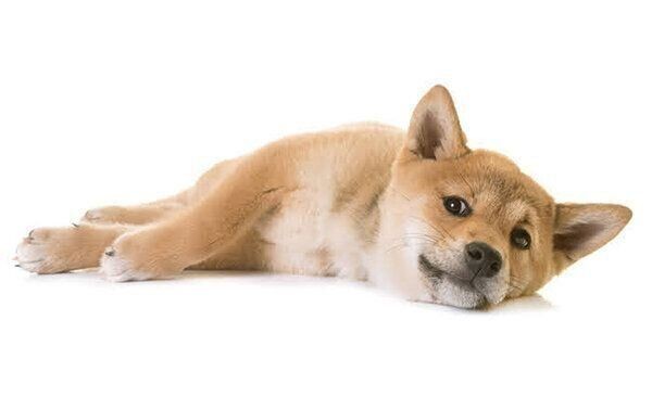 犬の アナフィラキシー の危険性とは 獣医師が解説