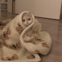 平平無奇の窩