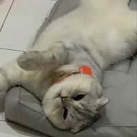 littlekitty.house