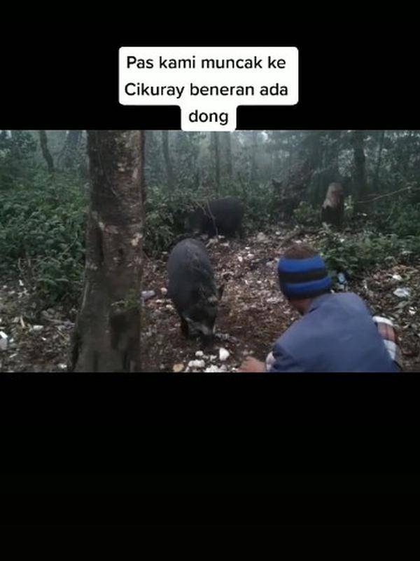 Sembunyi Di Atas Pohon Karena Dikejar Babi Hutan Video Kocak Pendaki Ini Viral Liputan6 Com Line Today