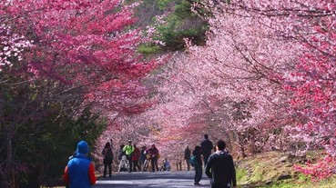 在夢幻櫻花樹下睡一晚！2020武陵賞櫻免裝備露營團 限量兩團帶你輕鬆玩