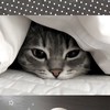 咪咪貓貓🐾