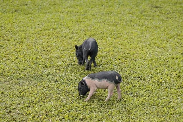 ▲圖片來源：IG@beckhamhong66