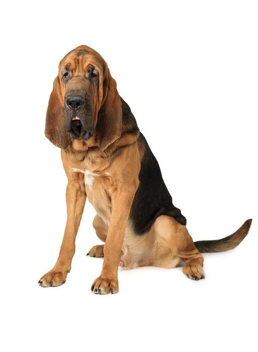 ブラッドハウンドの特徴と性格 飼い方 価格相場など