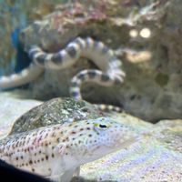 Dcard水族板