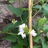 【札幌】家庭菜園グループチャット