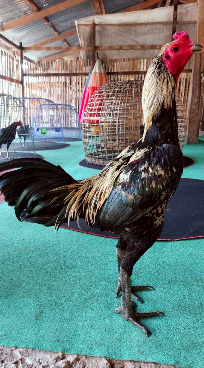 🐲🐓🐓ซุ้มน้ำเพชร🐲🐓🐓