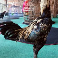 🐲🐓🐓ซุ้มน้ำเพชร🐲🐓🐓