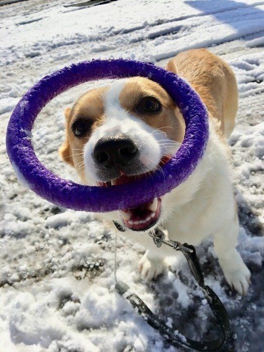ストレスが招く犬の病気と しぐさでわかるストレスサイン いぬのきもちnews