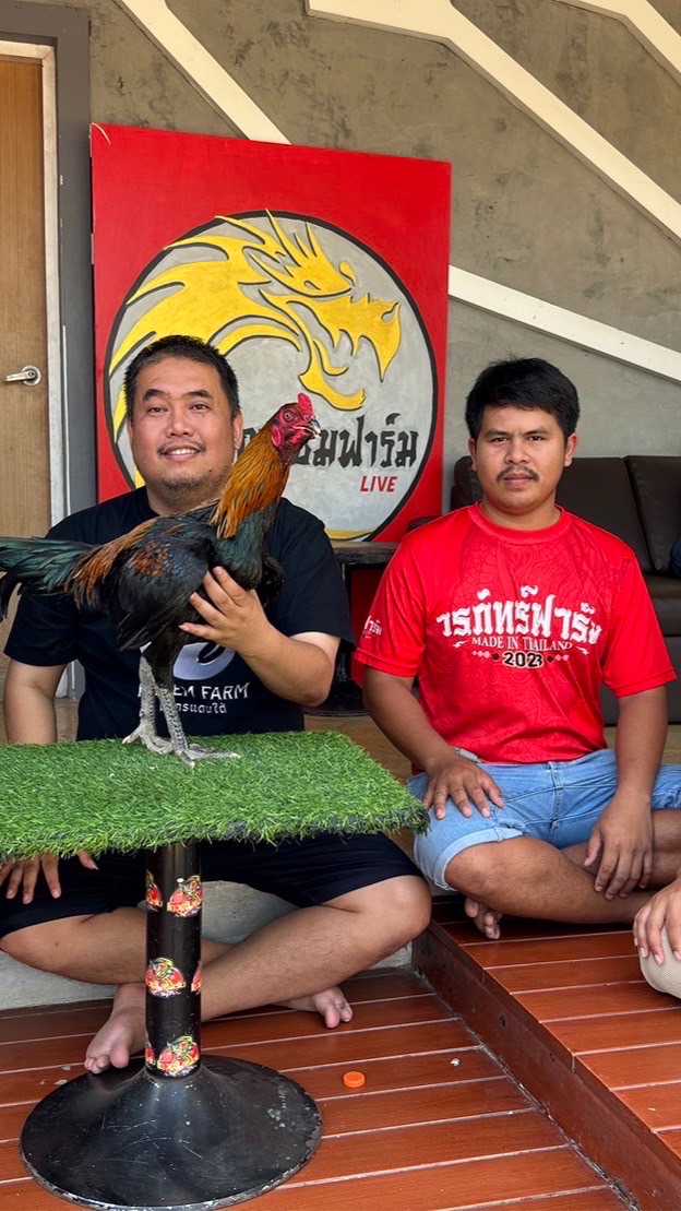 🐉 วรภัทร์ฟาร์ม บุรีรัมย์ 2 🐉🐓(สายเลือดโกวเซ้มฟาร์ม💯)🐓