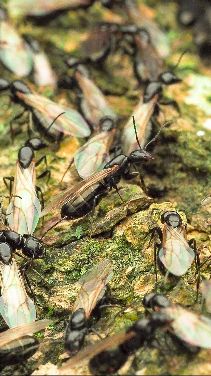 南部蟻友飼養交流群🐜