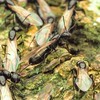 南部蟻友飼養交流群🐜