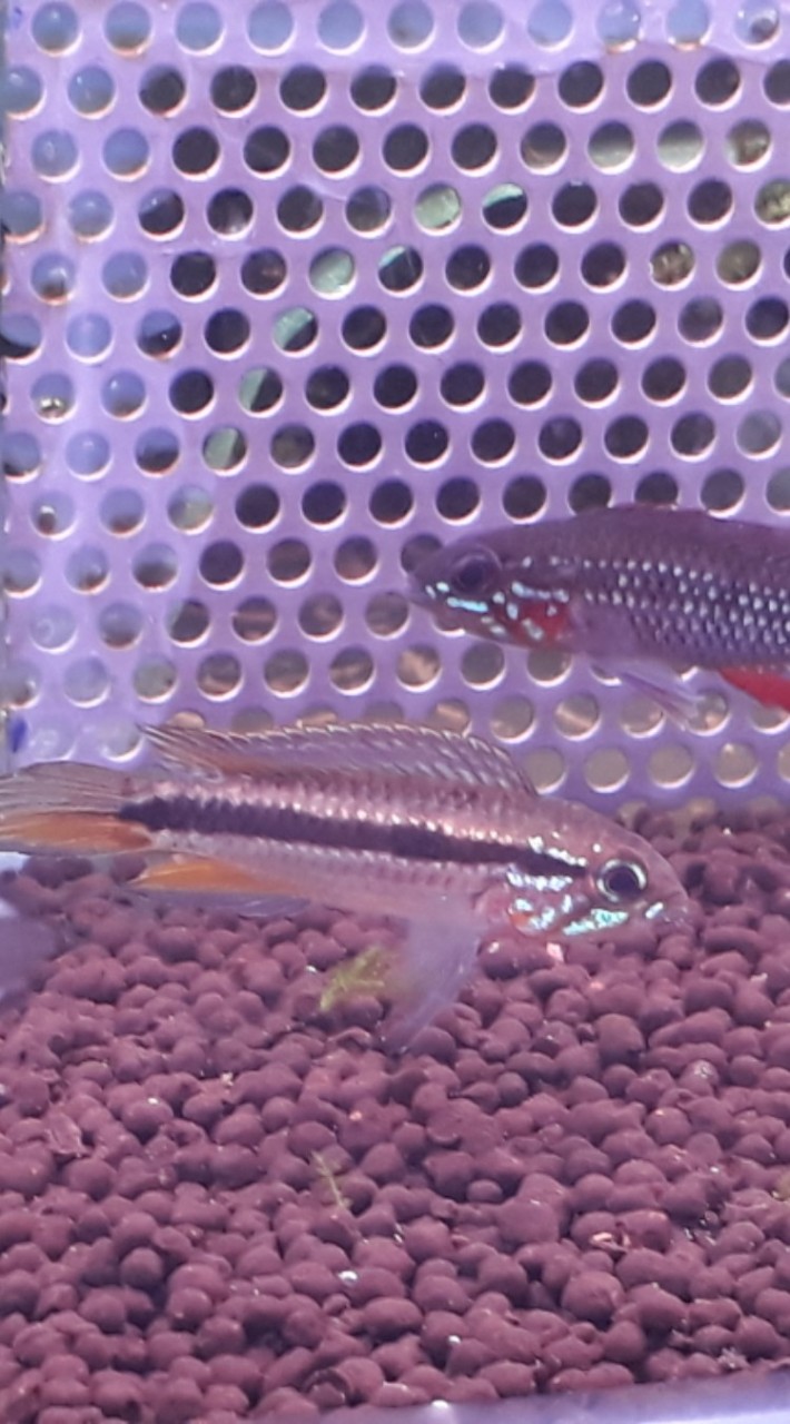 熱帶魚繁殖高手研究社