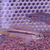 熱帶魚繁殖高手研究社