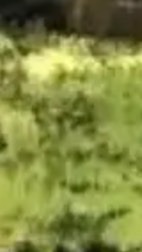 โรงเรียน + คาเฟ่ My hello kitty 🚫คนนอกห้ามเข้า
