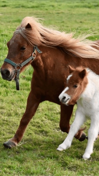 一口馬主のiroiroチャットのオープンチャット