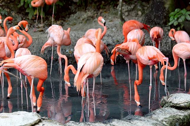 Yuk Cari Tahu Rahasia Flamingo Bisa Berdiri Dengan Satu Kaki